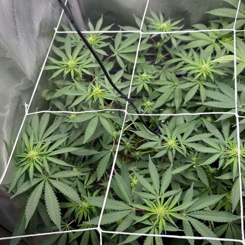 Mrs runtz  growlog timeline photo