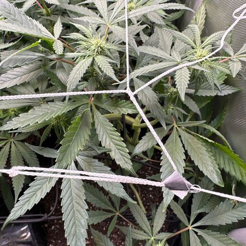 Mrs runtz  growlog timeline photo