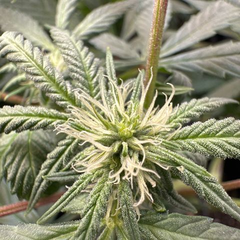Mrs runtz  growlog timeline photo