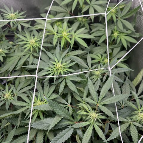 Mrs runtz  growlog timeline photo