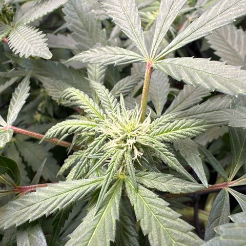 Mrs runtz  growlog timeline photo