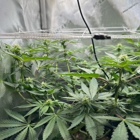 Mrs runtz  growlog timeline photo