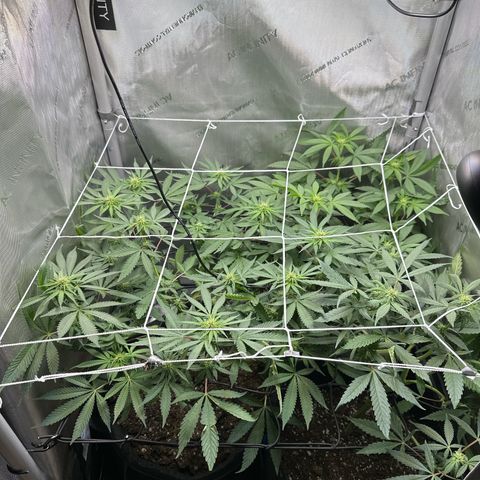 Mrs runtz  growlog timeline photo