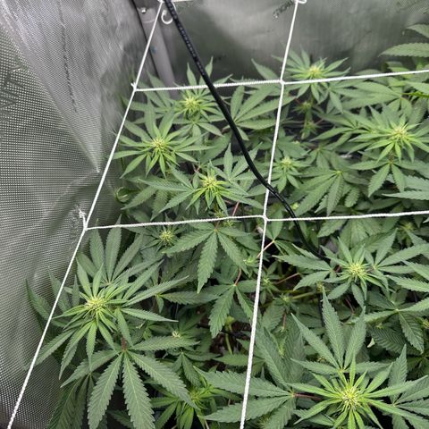 Mrs runtz  growlog timeline photo
