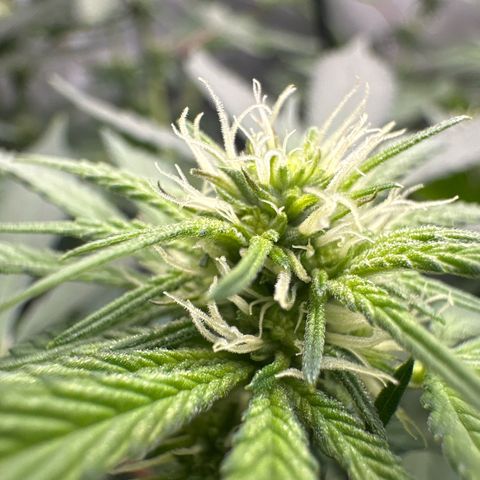 Mrs runtz  growlog timeline photo