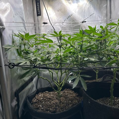 Mrs runtz  growlog timeline photo