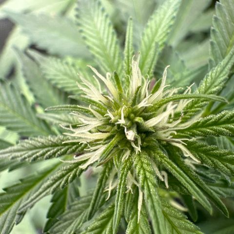 Mrs runtz  growlog timeline photo