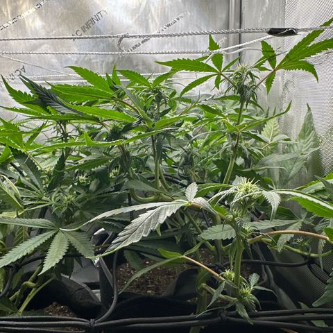 Mrs runtz  growlog timeline photo