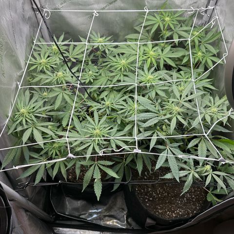 Mrs runtz  growlog timeline photo