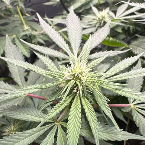 Mrs runtz  growlog timeline photo