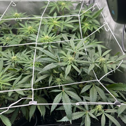 Mrs runtz  growlog timeline photo