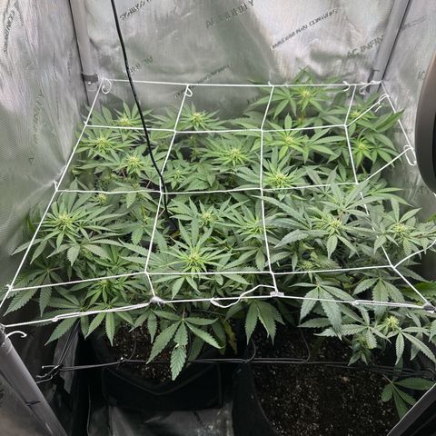 Mrs runtz  growlog timeline photo