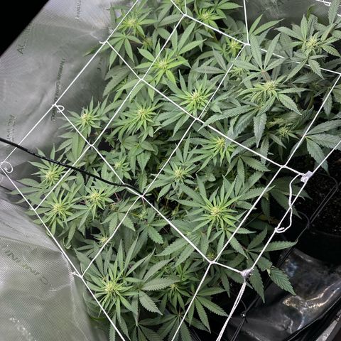 Mrs runtz  growlog timeline photo