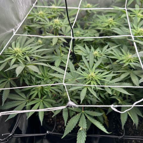 Mrs runtz  growlog timeline photo