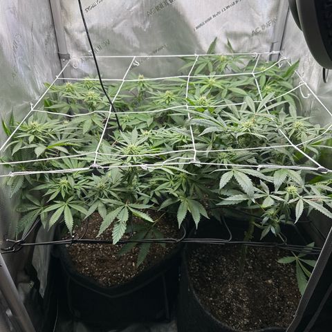 Mrs runtz  growlog timeline photo