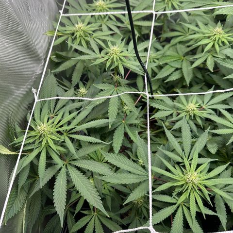 Mrs runtz  growlog timeline photo