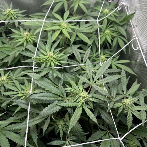 Mrs runtz  growlog timeline photo