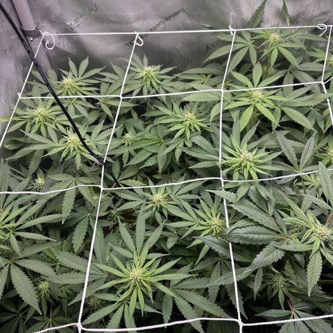 Mrs runtz  growlog timeline photo