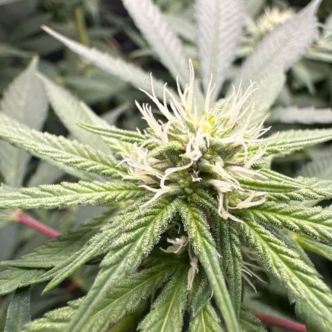 Mrs runtz  growlog timeline photo