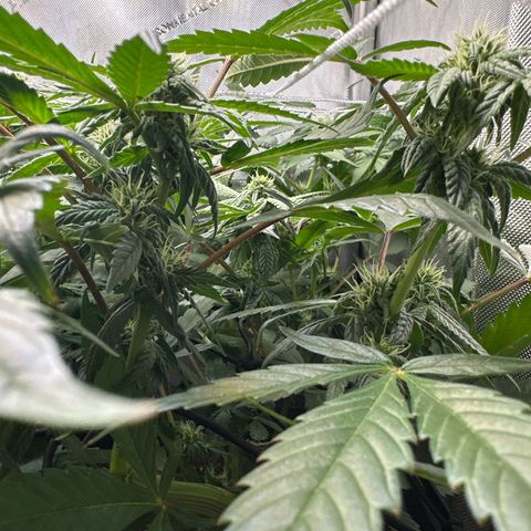 Mrs runtz  growlog timeline photo