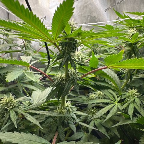 Mrs runtz  growlog timeline photo