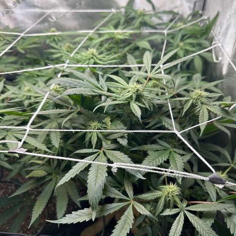 Mrs runtz  growlog timeline photo