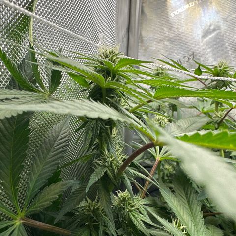 Mrs runtz  growlog timeline photo