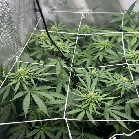 Mrs runtz  growlog timeline photo