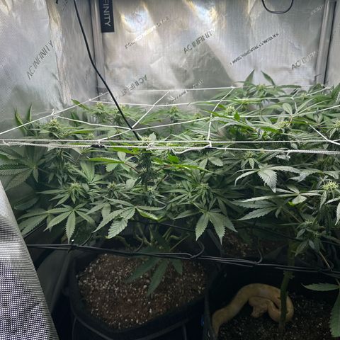 Mrs runtz  growlog timeline photo