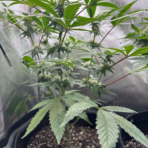 Mrs runtz  growlog timeline photo
