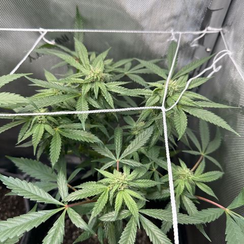 Mrs runtz  growlog timeline photo