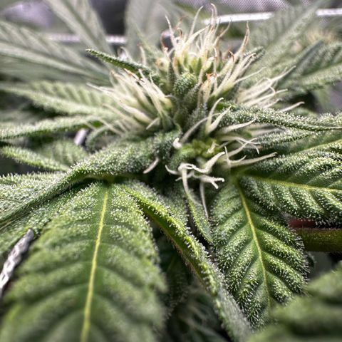 Mrs runtz  growlog timeline photo