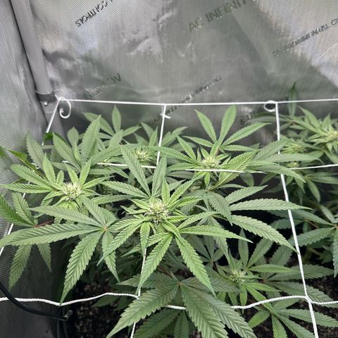 Mrs runtz  growlog timeline photo
