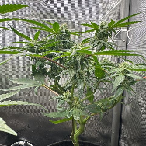 Mrs runtz  growlog timeline photo