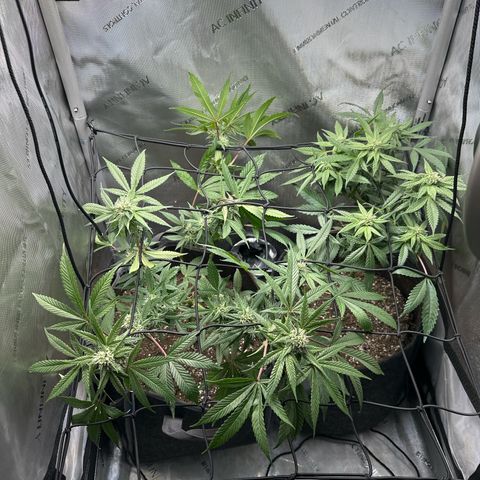 Mrs runtz  growlog timeline photo