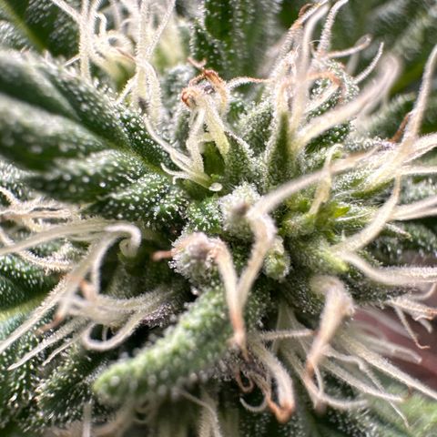 Mrs runtz  growlog timeline photo