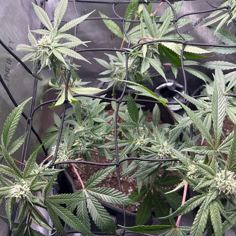 Mrs runtz  growlog timeline photo
