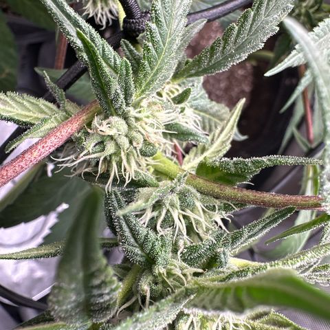 Mrs runtz  growlog timeline photo