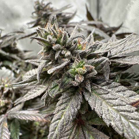 Mrs runtz  growlog timeline photo