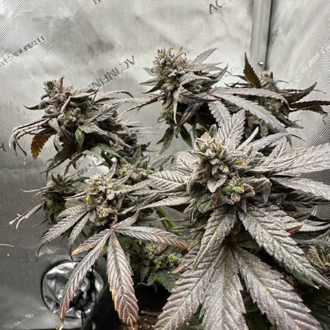 Mrs runtz  growlog timeline photo