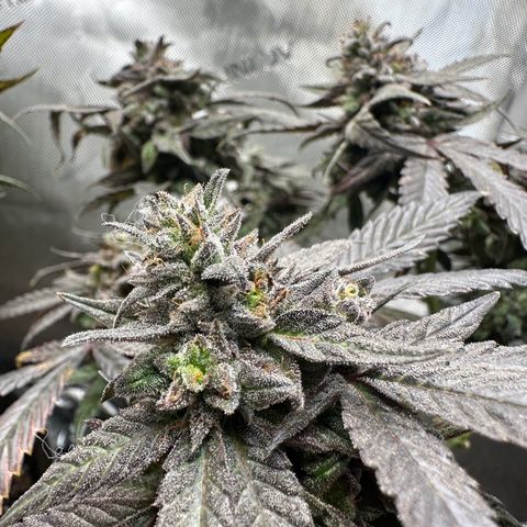 Mrs runtz  growlog timeline photo
