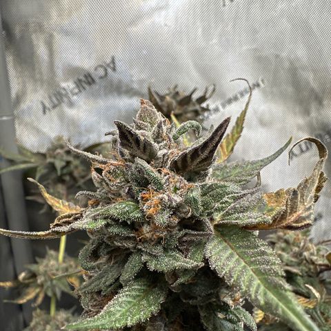 Mrs runtz  growlog timeline photo