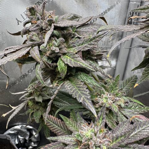 Mrs runtz  growlog timeline photo
