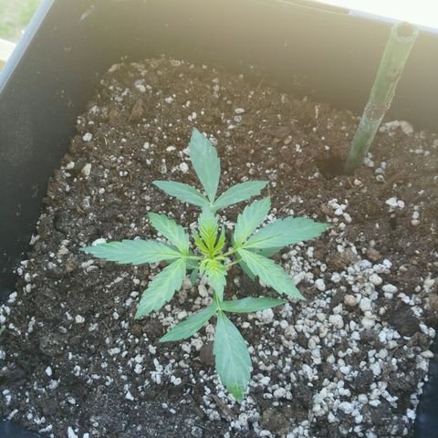 Jack herer  Auto  growlog timeline photo
