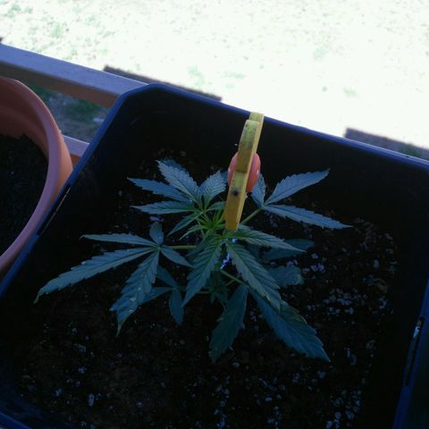 Jack herer  Auto  growlog timeline photo