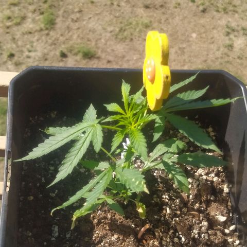 Jack herer  Auto  growlog timeline photo