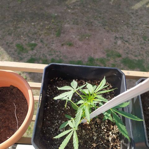 Jack herer  Auto  growlog timeline photo