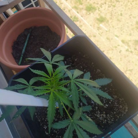 Jack herer  Auto  growlog timeline photo