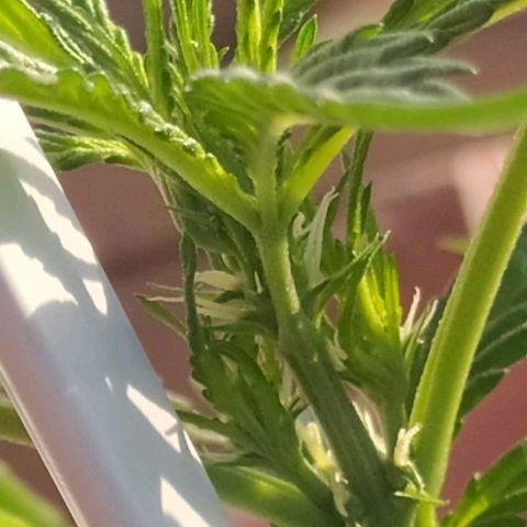 Jack herer  Auto  growlog timeline photo