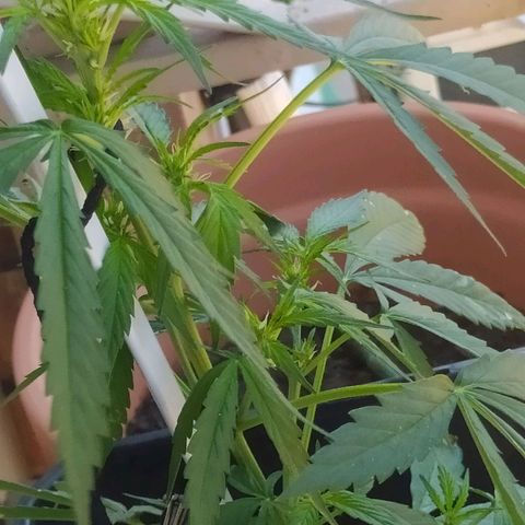 Jack herer  Auto  growlog timeline photo